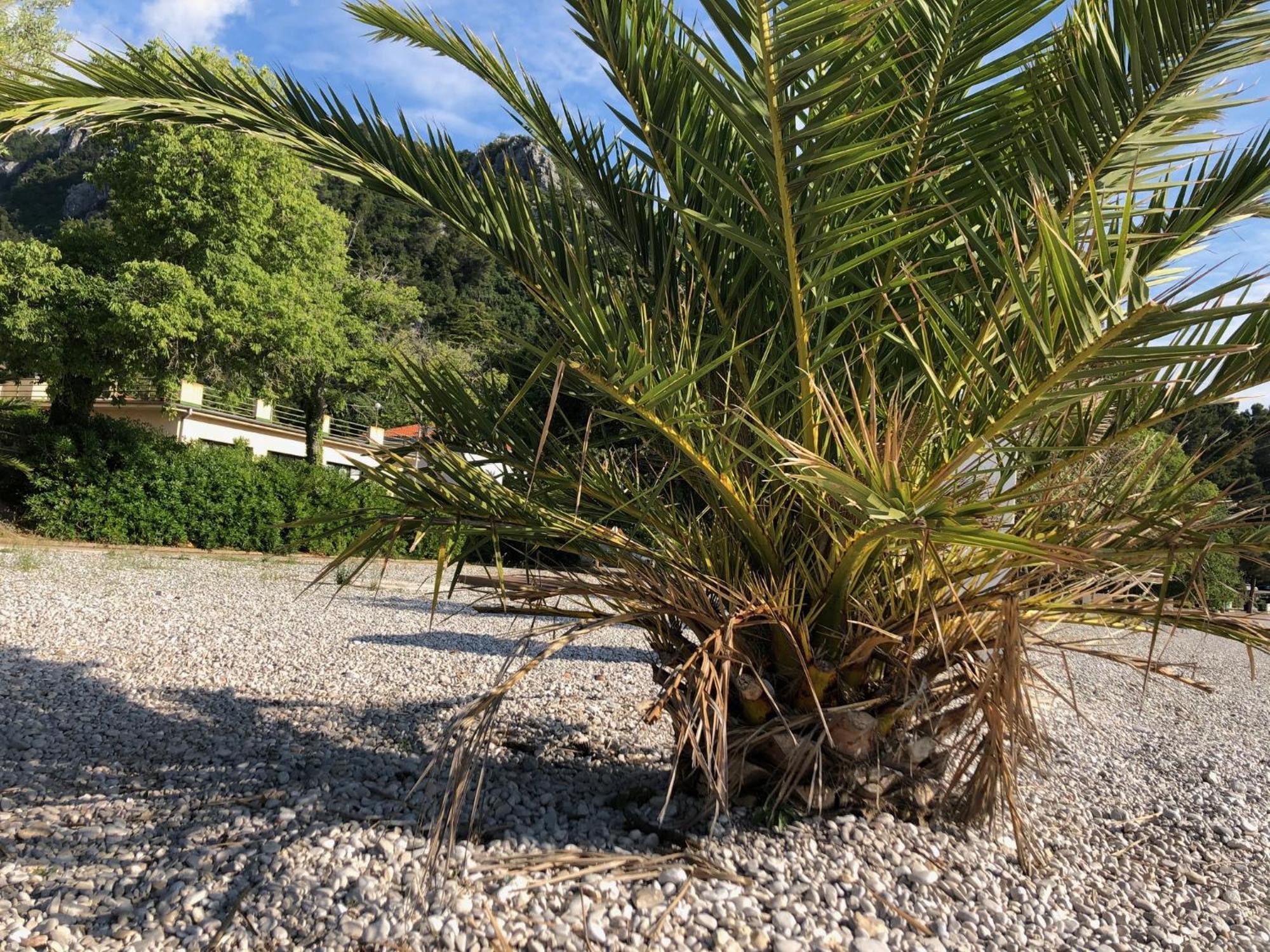 Villa Sabine Apartment Losinj Medveja Exteriér fotografie
